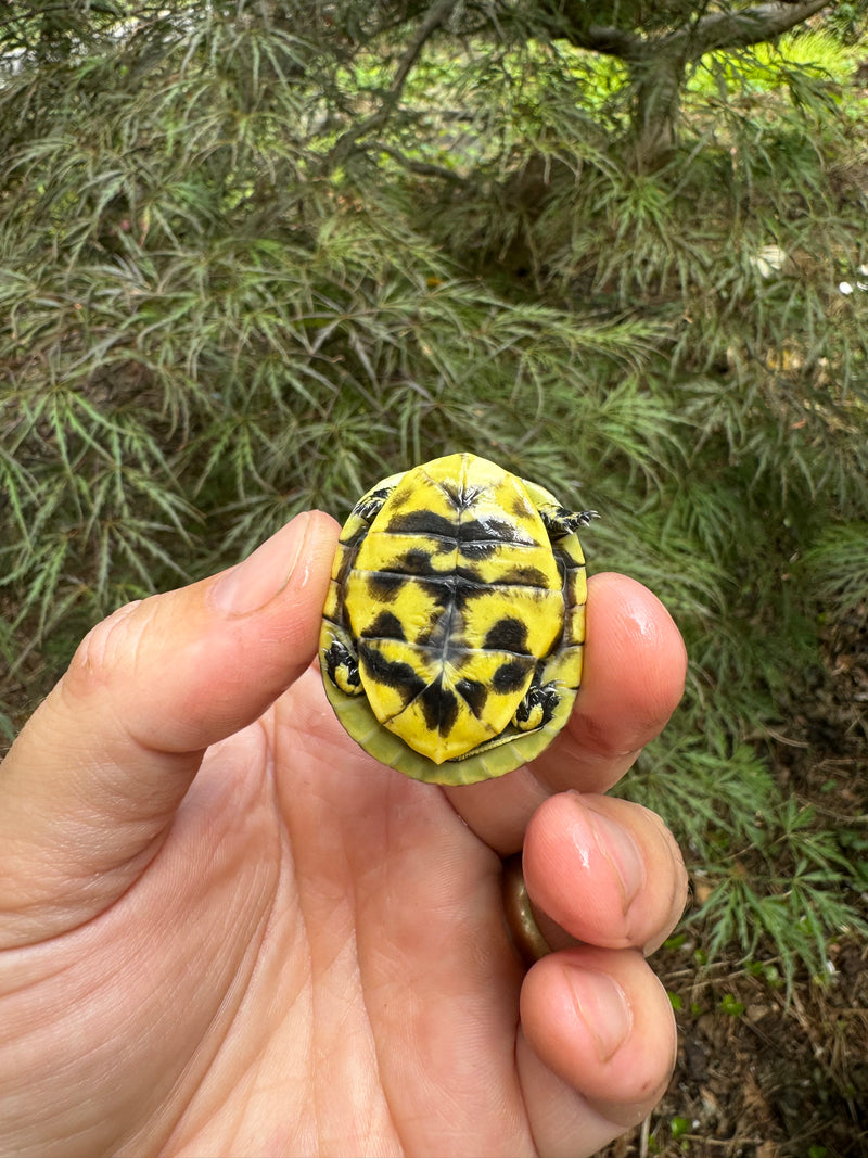 HI YELLOW Florida Box Turtle Baby 2024