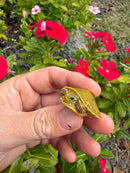 Albino T+ Florida Red Bellied Turtle 2026