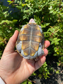 Ornate Diamondback Terrapin Female