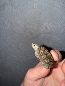 Hi White Concentric Diamondback Terrapin 2025
