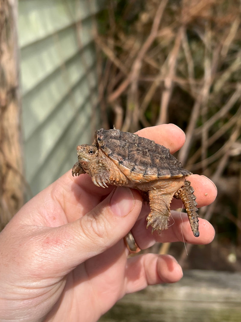 Hypomelanistic Common Snapping Turtle (Nip Tail)  (Chelydra serpentina)