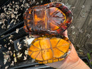 White Lipped Mud Turtle Adult Pair