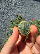 Pastel Clown Red Eared Slider Turtle