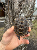 Hi White Concentric Diamondback Terrapin 2025