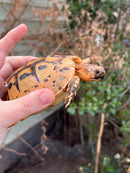 Jordanian Golden Greek Tortoise Female