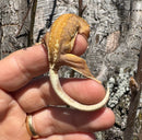 Frappucino Crested Gecko Juvenile