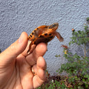 Vietnamese Three-striped Box Turtle
