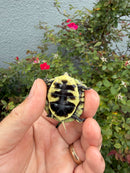 HI YELLOW Florida Box Turtle