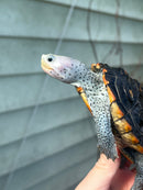 Ornate Diamondback Terrapin Female