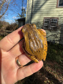 Golden Gliding Tree Frog (Polypedates leucomystax)