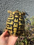 Eastern Hermann's Tortoise Adult Male