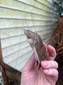 Malayan Red Softshell Baby USA CB