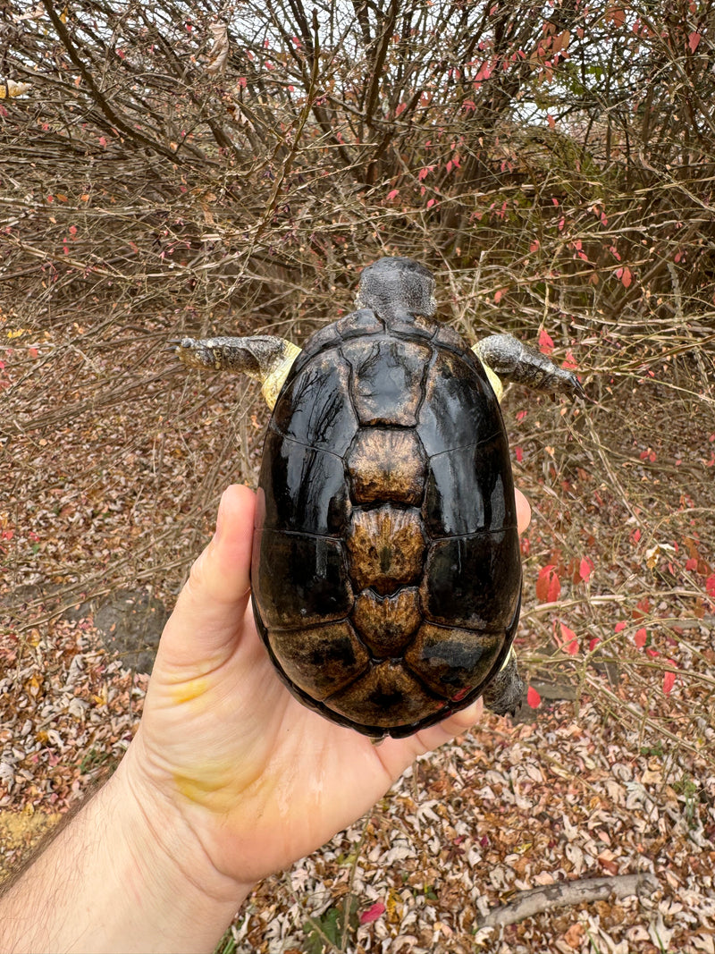 African Dwarf Mud Turtle Adult Female