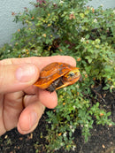 Bourret's Flowerback Box Turtle 2026