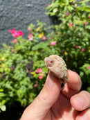 Albino Florida Snapping Turtle 2026