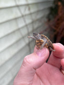 Texas Map Turtle Baby (Graptemus versa)