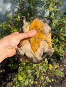 Pacific Giant Musk Turtle Adult Male