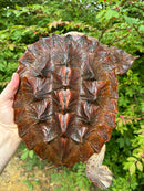 Hi Red Mata Mata Male