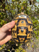 Libyan Greek Tortoise Adult Female