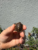 Hi Color Eastern Box Turtle Baby