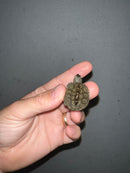 Concentric Diamondback Terrapin 2023 (Malaclemys terrapin)