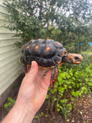 Barbados Red Foot Tortoise Pair