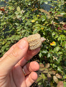 Albino Florida Snapping Turtle 2026