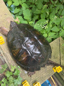 Common Snapping Turtle Adult Female