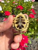 Hi Color Yellow Baby Eastern Box Turtle