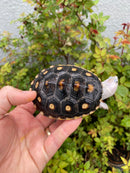 Ornate Diamondback Terrapin Female