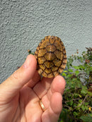 Hypo Stripe-necked Musk Turtle SUB Adult Female