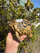Libyan Greek Tortoise Adult Female