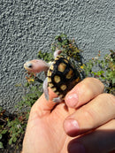 Ornate Diamondback Terrapin Female