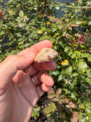 Albino Florida Snapping Turtle 2026