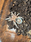 Red Chilean Rose Hair Tarantula (2 inch)  (Grammostola rosea)