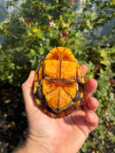 Scorpion Mud Turtle Adult Pair
