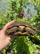 Burmese Brown Mountain Tortoise Female