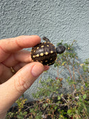 Hi Color Eastern Box Turtle Baby