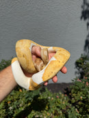 Banana Ball Python Mixed Morph Male