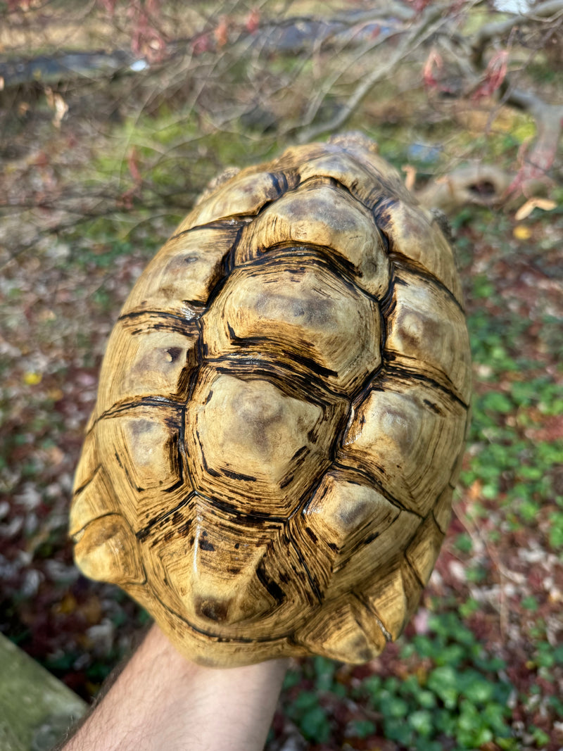 Leopard Tortoise Adult Male