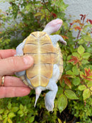 Ornate Diamondback Terrapin Female