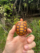 Hypo Cherrybomb Red Foot Tortoise Baby 2025