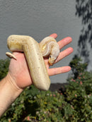 Banana Ball Python Mixed Morph Male