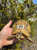 Libyan Greek Tortoise Adult Female