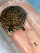 Ceram Box Turtle Baby