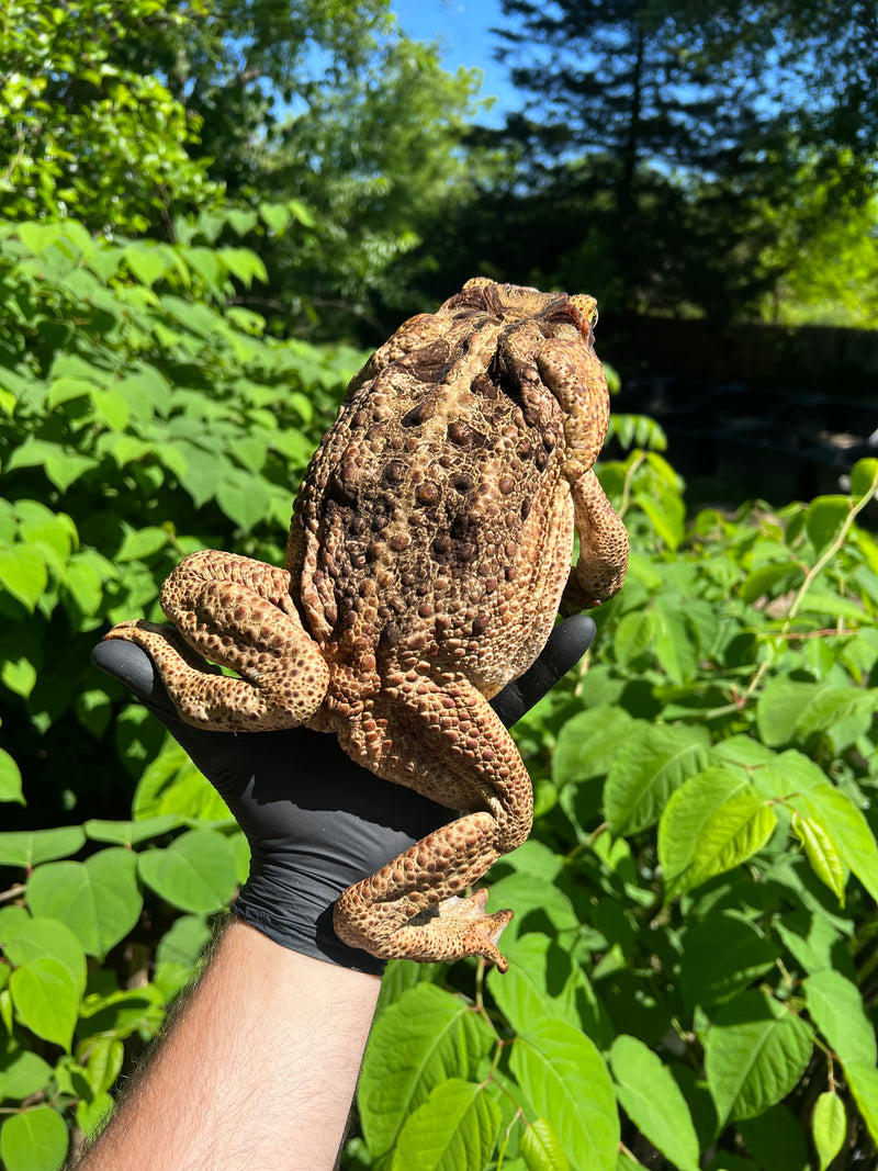 Suriname Giant Marine Toad Female