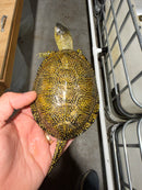 Sicilian Pond Turtle Adult Pair