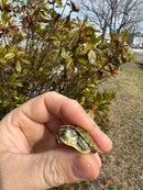 Pastel Picasso Red-Eared SliderTurtle