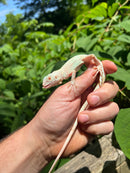 Snow Green Iguana 2024