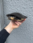 Gibba Sideneck Turtle XXL FEMALE